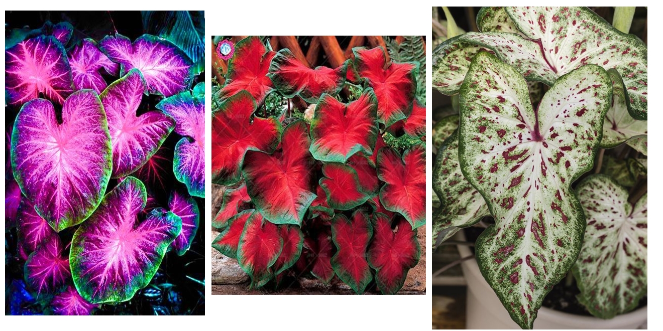Caladium bicolor