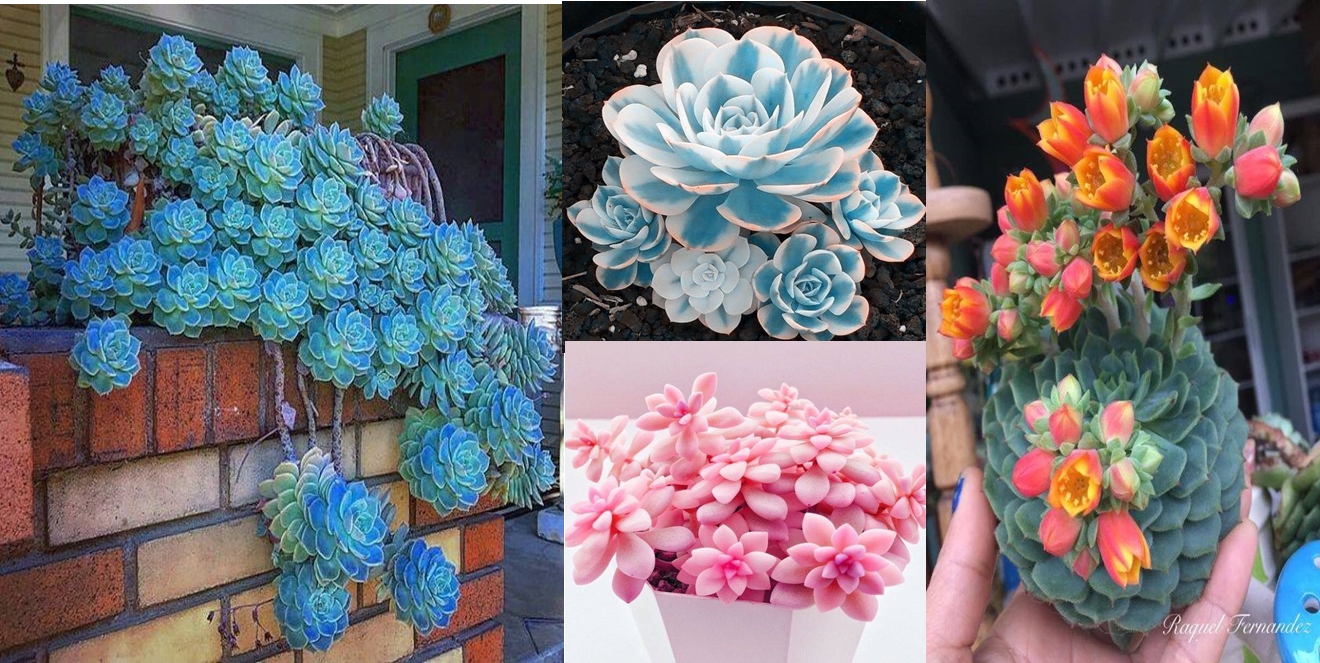 Growing Succulents – A Quick And Easy How-To Guide