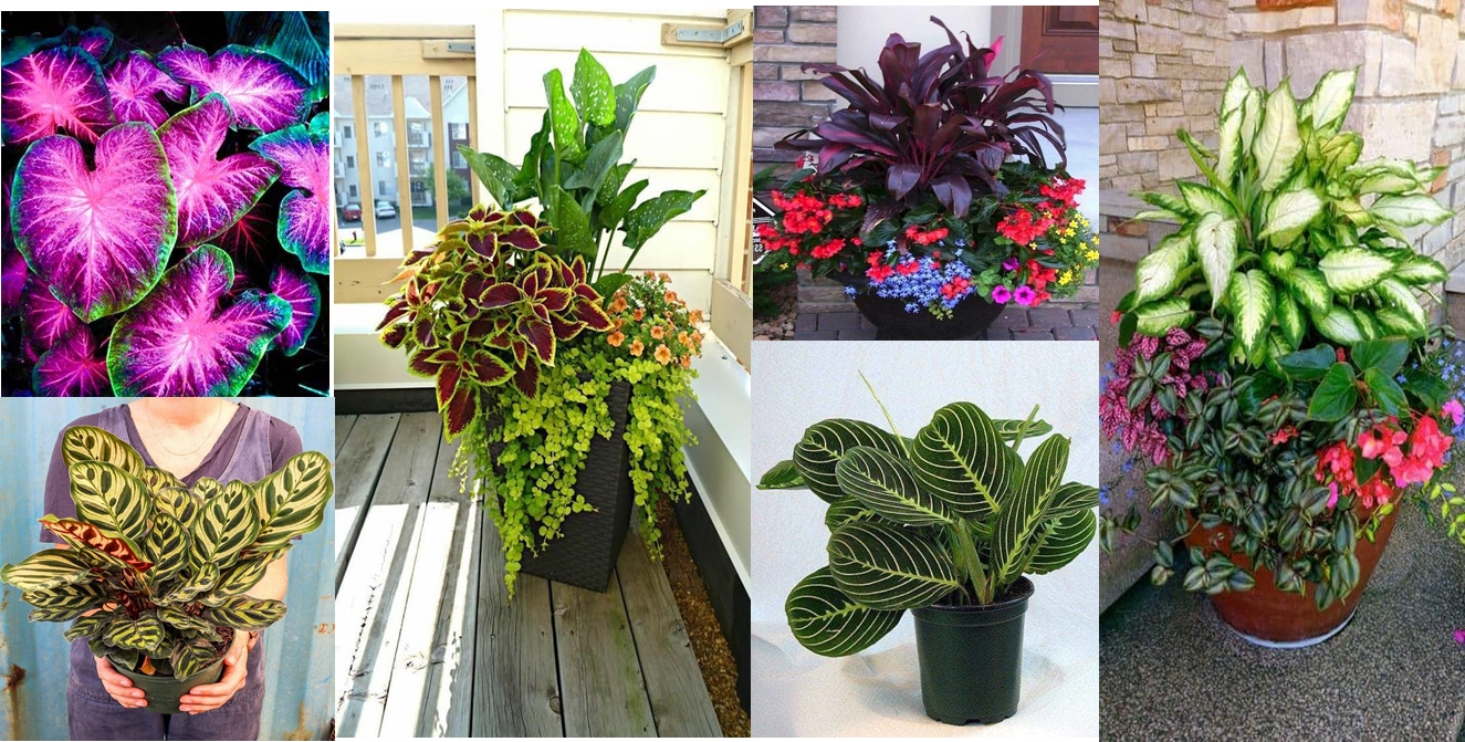 The Best Indoor Potted Plants for Your Home
