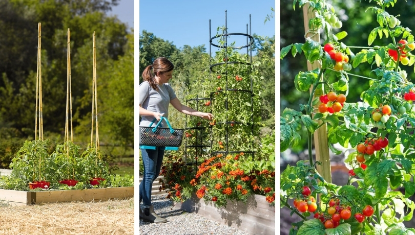 tomato-support-ideas-1.jpg