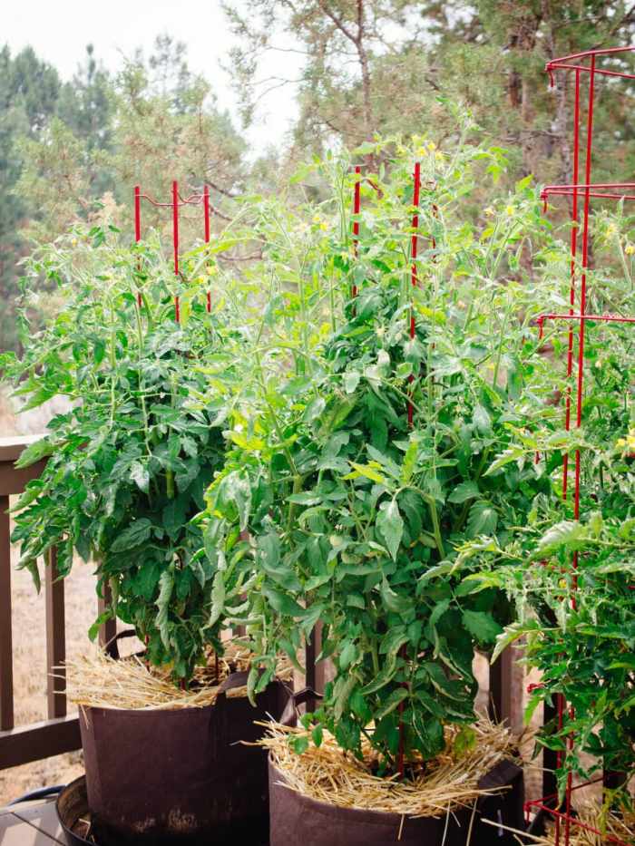 tomato-support-ideas-11