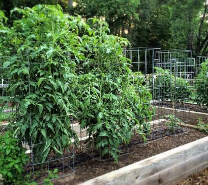 tomato-support-ideas-13