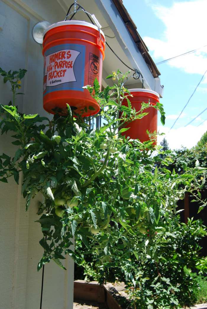 tomato-support-ideas-15