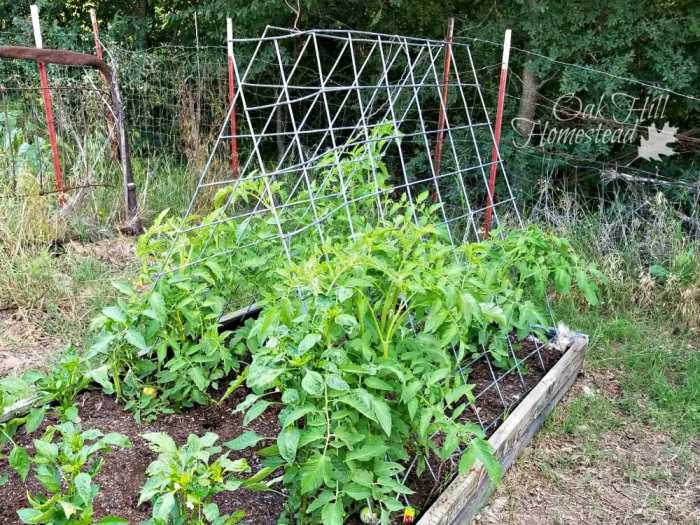 tomato-support-ideas-16