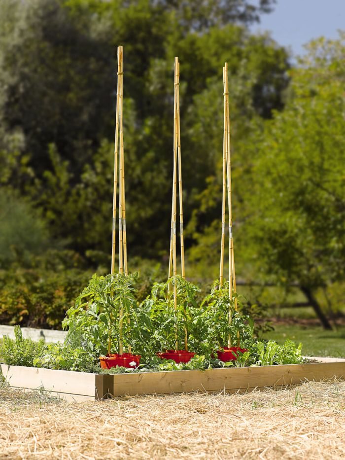 tomato-support-ideas-2
