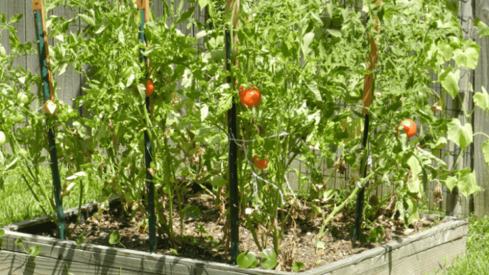 tomato-support-ideas-2