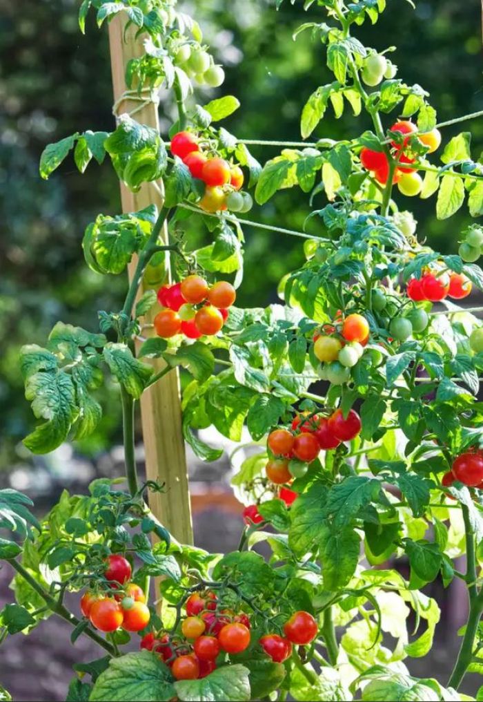 tomato-support-ideas-3