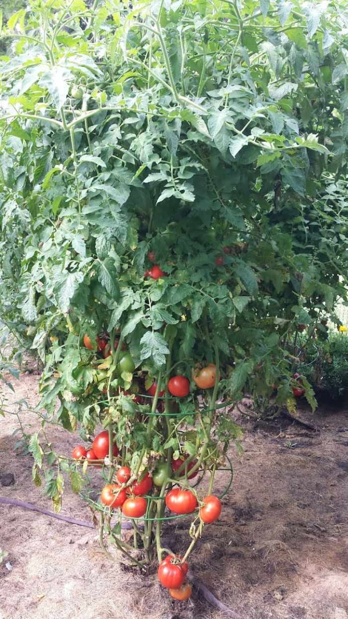 tomato-support-ideas-4