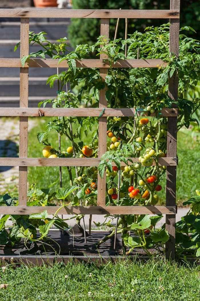 tomato-support-ideas-7