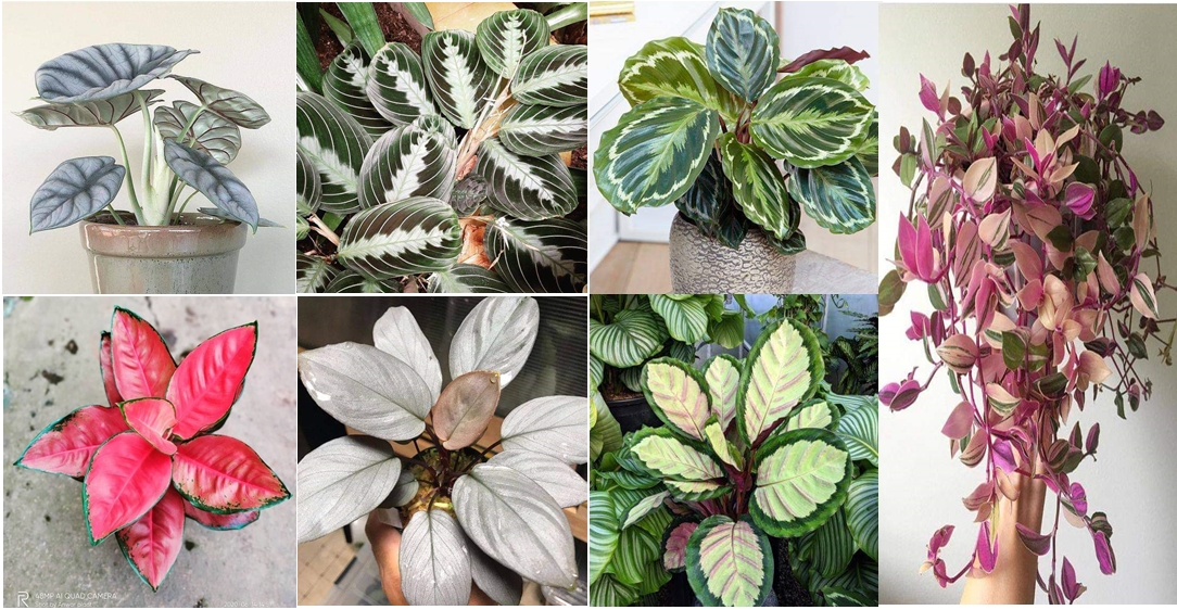 The Basics to Healthy Houseplants
