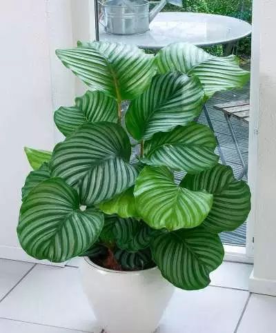 10 Houseplants That Can Survive Darkest Corner of…