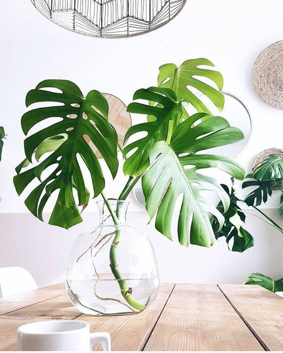 46 ideias Decoração com Plantas – Estilo Próprio By Sir plantas na decoração