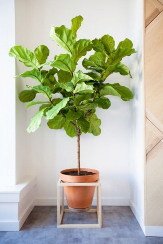 5 Easy Plant Stand DIYs That Only Look Expensive