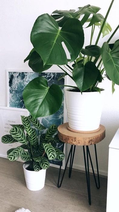 5 Inspiring And Simple Ways To Grow Indoor Houseplant On A Low Budget – TheGardenGranny