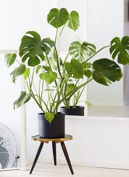 6 Easy-to-Grow, Can’t Kill Houseplants for Beginners – Wit & Delight _ Designing a Life Well-Lived