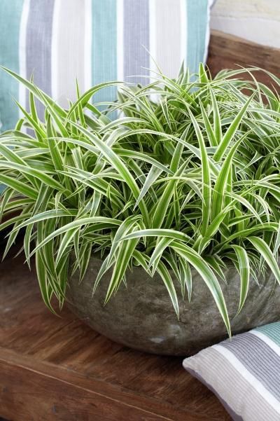 Air purifying indoor plants