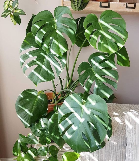 Creating a Healthier Home – SAMANTHA WATERS
