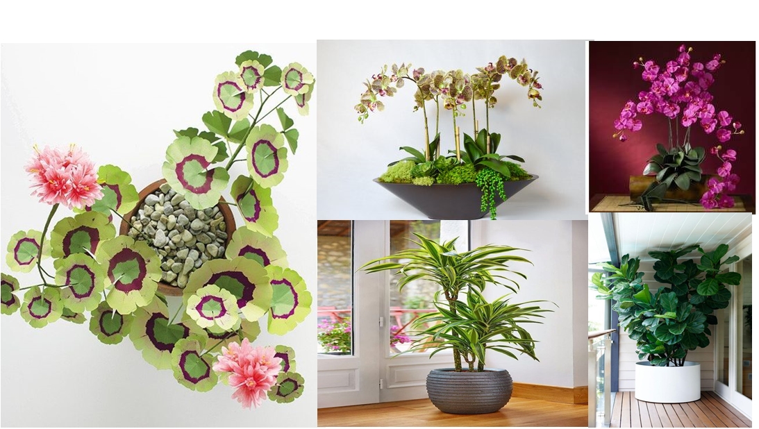 Easy To Grow Houseplants Clean the Air