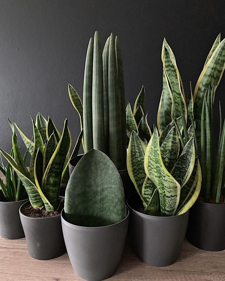 Everything You Need to Know about Snake Plants