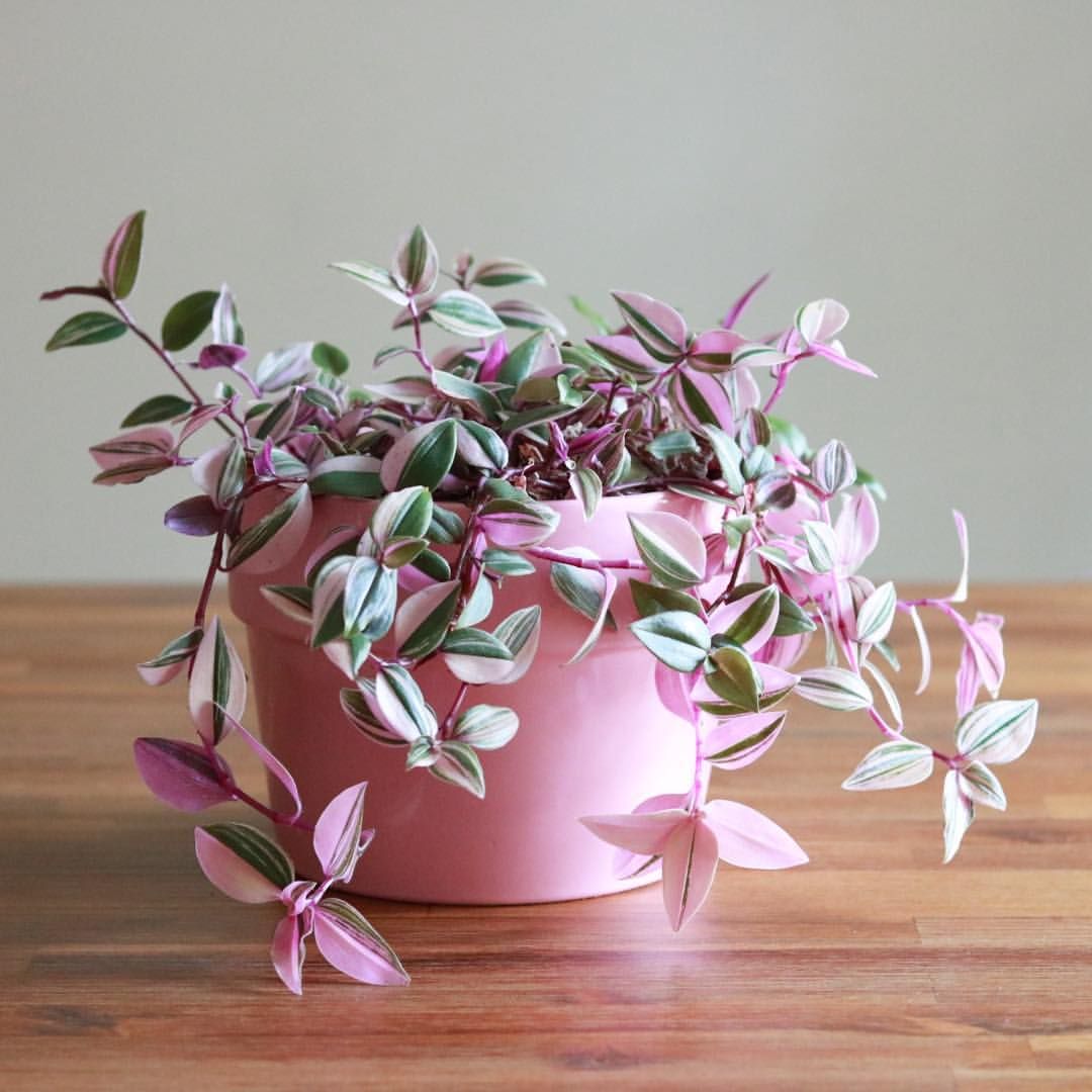 Morgan Doane on Instagram_ “Yea, sending flowers is cool but have you ever been sent a houseplant_ 🥰💝 #houseplantclub #plantsmakepeoplehappy #ihavethisthingwithpink…”