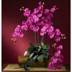 Phalaenopsis Orchid with Succulents Floral Arrangement in Pot