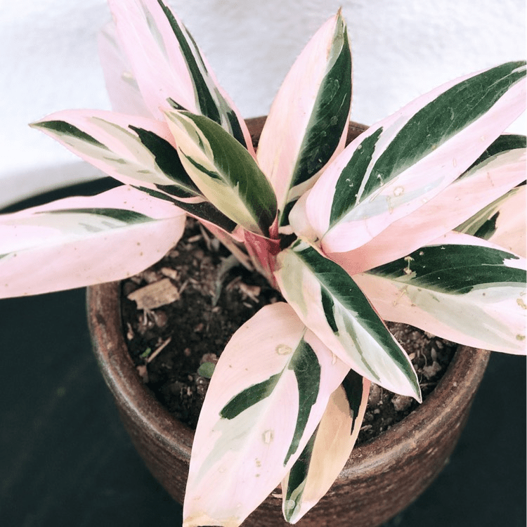 Pink Indoor Houseplants to Beautify Your Home