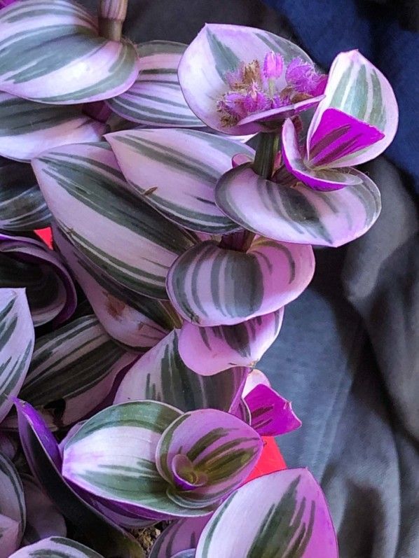 Tradescantia ‘Nanouk’ – Paris côté jardin