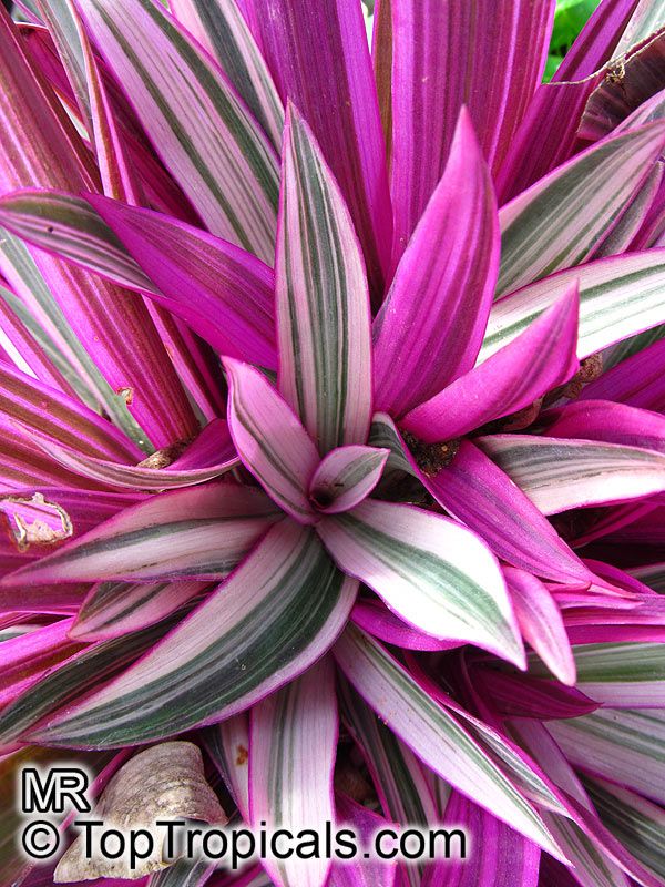 Tradescantia spathacea, Rhoeo spathacea, Tradescantia discolor, Boat lily, Rheo, Oyster plant, Moses-In-The-Boat –