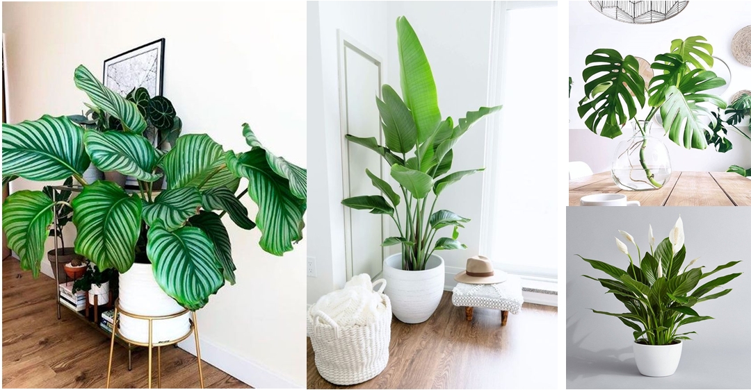 What Are the Common Houseplants