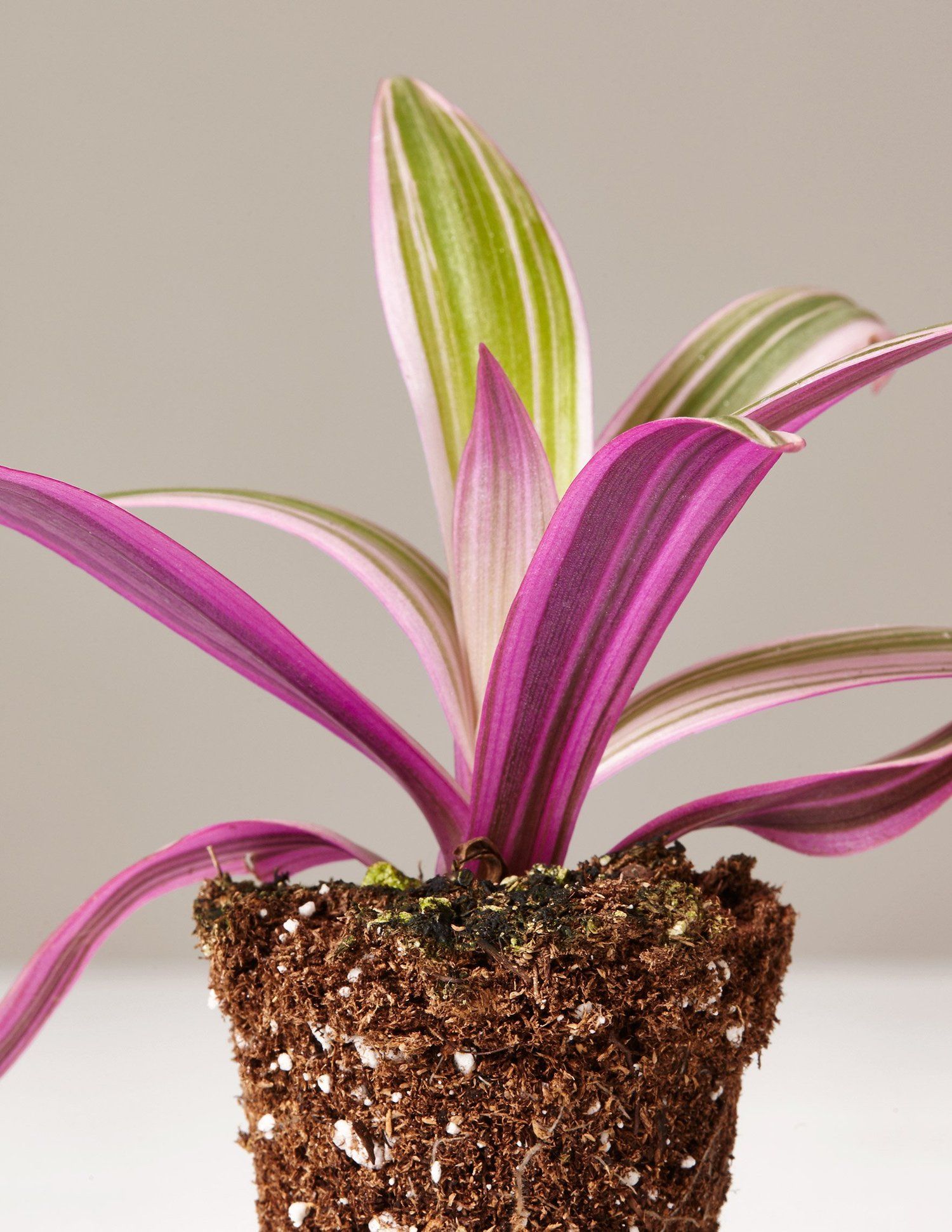 Yes, They’re Real_ 6 Stunning House Plants That Are Actually Pink