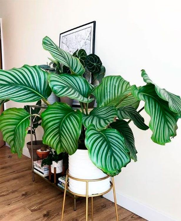 ¿Es tu piso poco luminoso_ Plantas de interior que necesitan poca luz