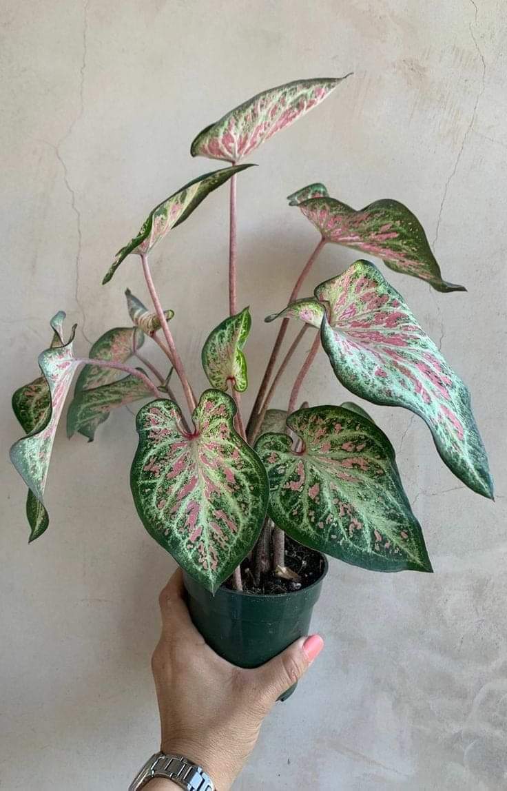 Helviana Reski ve 181 diğer kişi_163623718739815