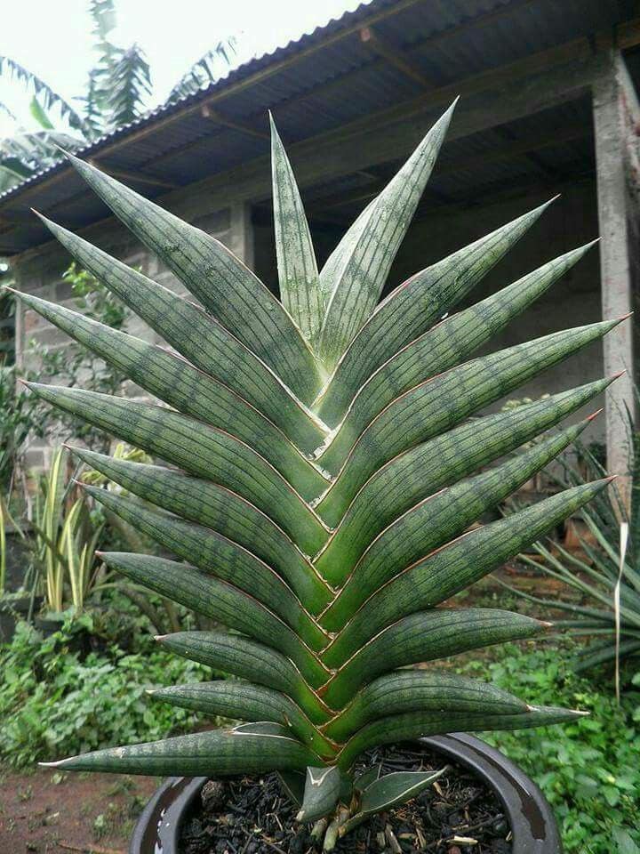 957