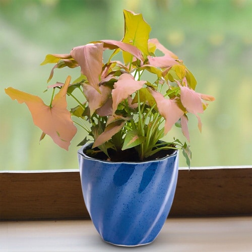 Neon Houseplants 6