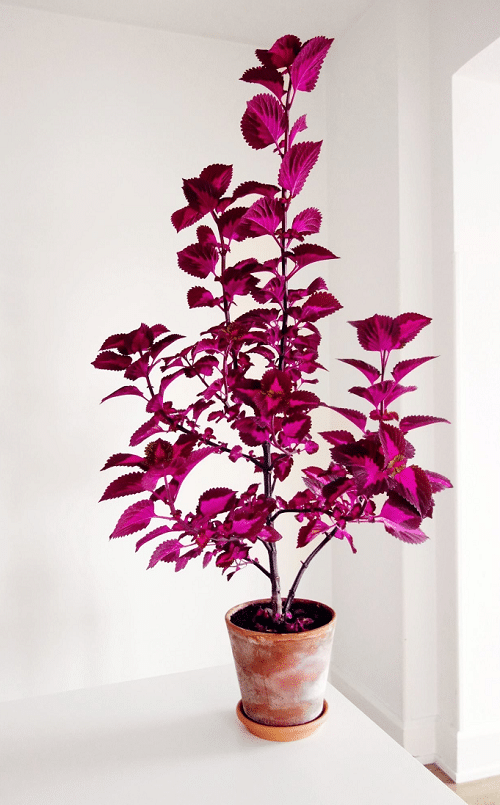 Neon Houseplants 7