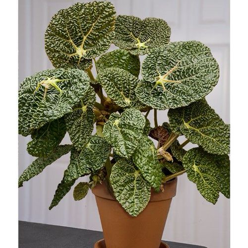 Neon Houseplants 8