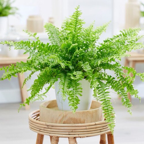 Houseplants that Grow from Division 4