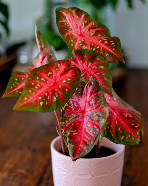 Plantas de interior con hojas rojas y verdes 6