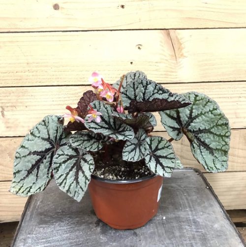 Types of Rex Begonia 7