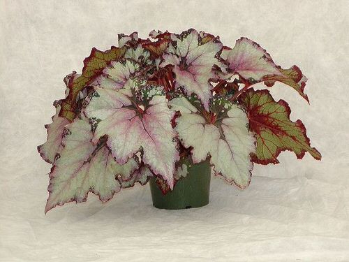 Types of Rex Begonia 8