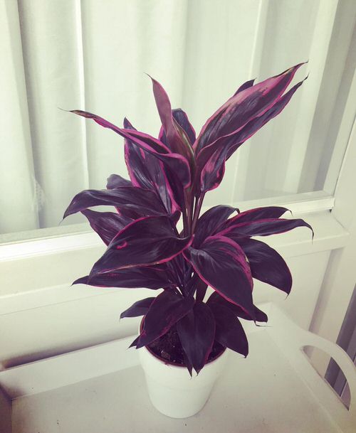 Gorgeous Purple Houseplants 11