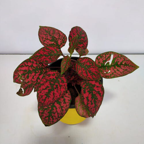 Plantas de interior con hojas rojas y verdes 8