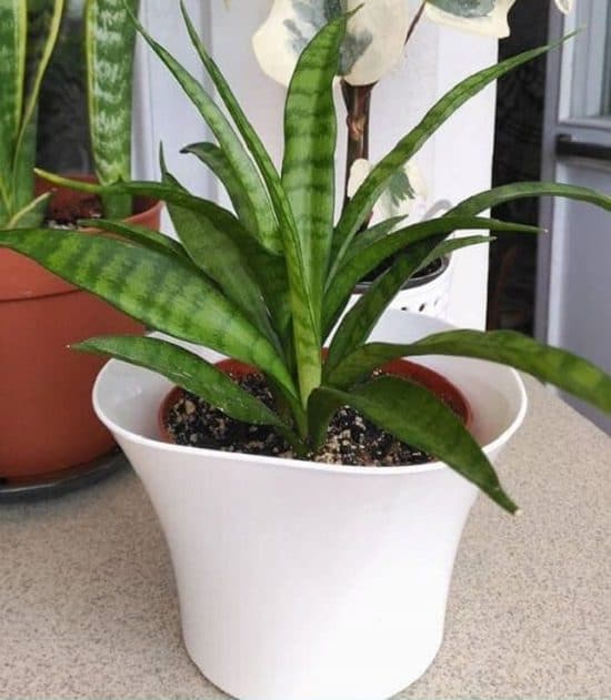 Growing Snake Plant