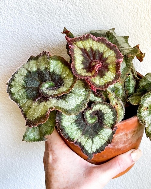 Types of Rex Begonia 11
