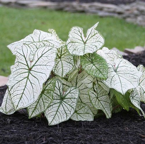 Most Beautiful Caladiums 2