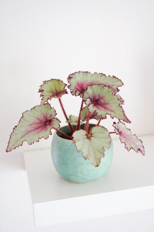 Types of Rex Begonia 2