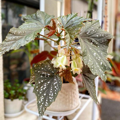 Types of Rex Begonia 3