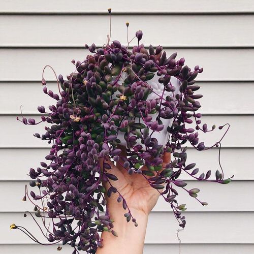 Gorgeous Purple Houseplants 10