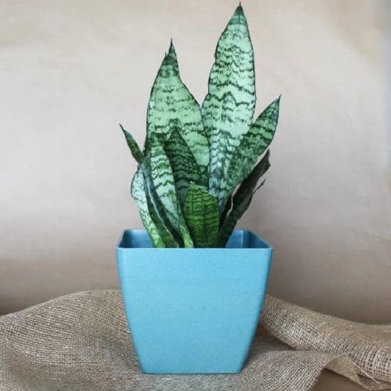 Black robusta snake plant