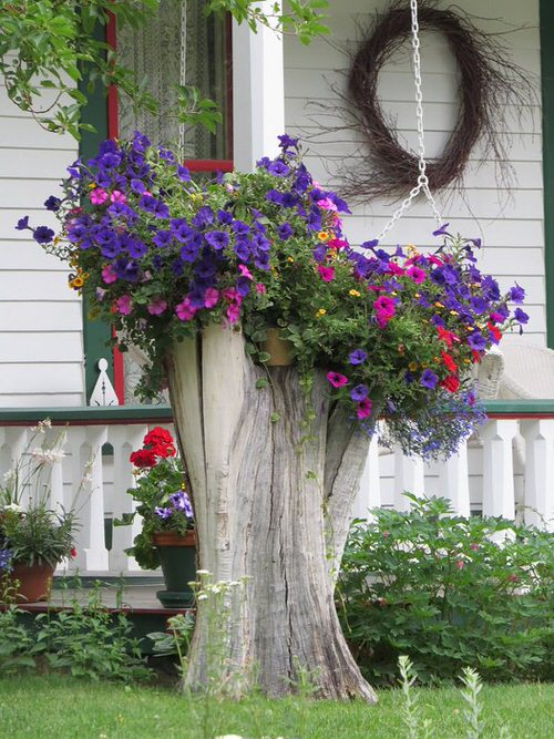 Amazing Things to Do with Petunias 4